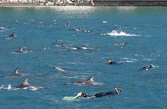 turistas nadando com golfinhos na Nova Zelândia