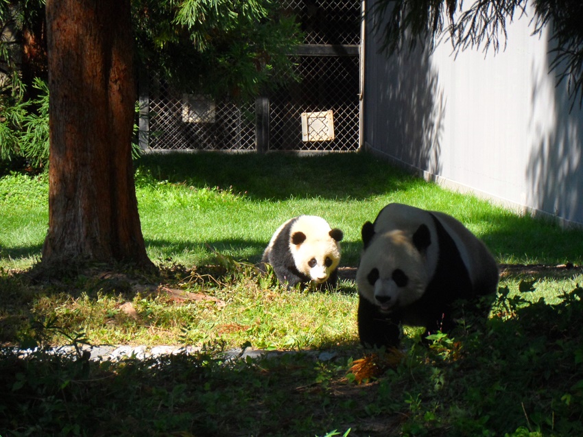 Foto de pandas no Zoologico de Washington