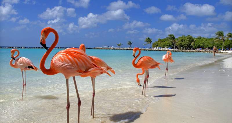 Aruba é um dos destinos mais em conta para quem quer conhecer o Caribe sem gastar muito