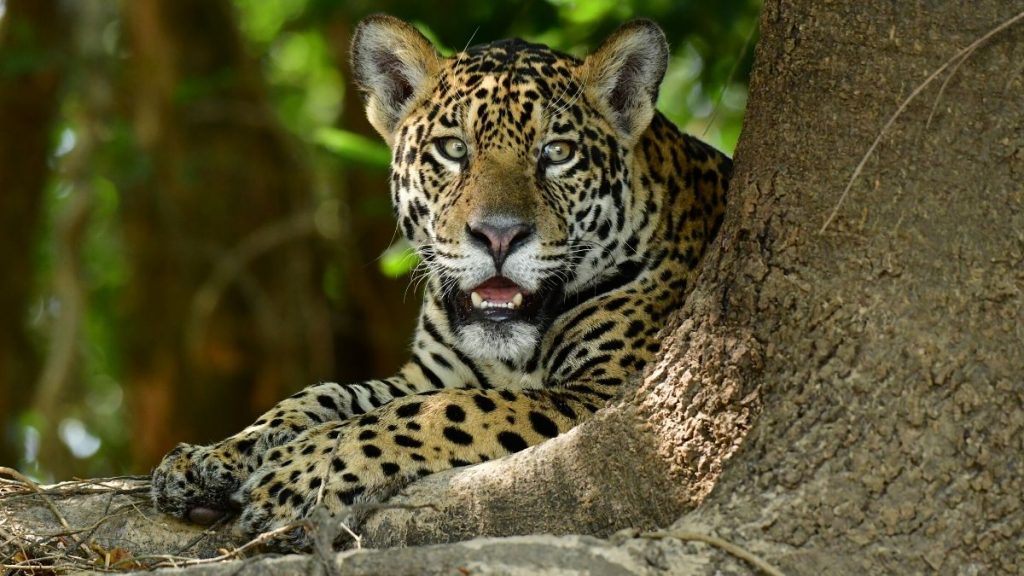 Jaguar do Pantanal