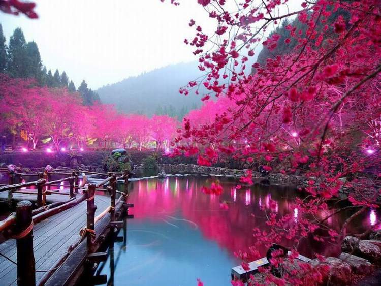 Vislumbrando as cerejeiras no Japão