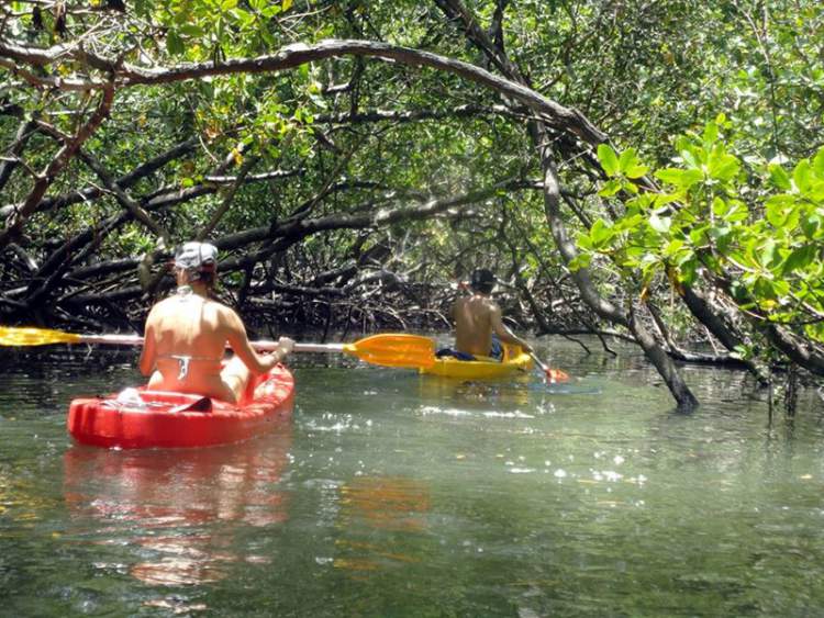 Passeio de Caiaque nos manguezais na ilha de Boipeba na Bahia