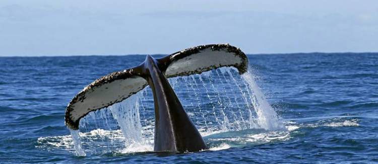 Passeio para observar as baleias Jubarte com palestra é um dos passeios imperdíveis em Porto Seguro