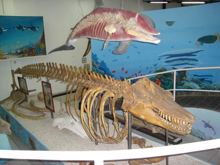Museu Oceanográfico Arraial do Cabo