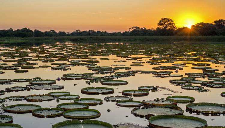 Pantanal é um dos melhores destinos para viajar em outubro no Brasil