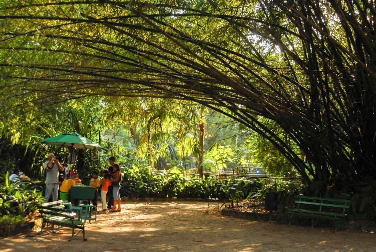 Visitar o Parque Emílio Goeldi é uma das opções de o que fazer em Belém