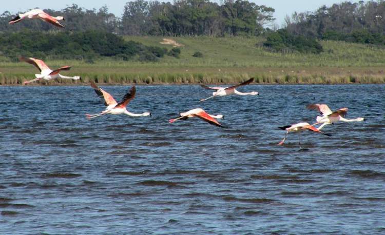Laguna de Rocha é um dos destinos encantadores no Uruguai