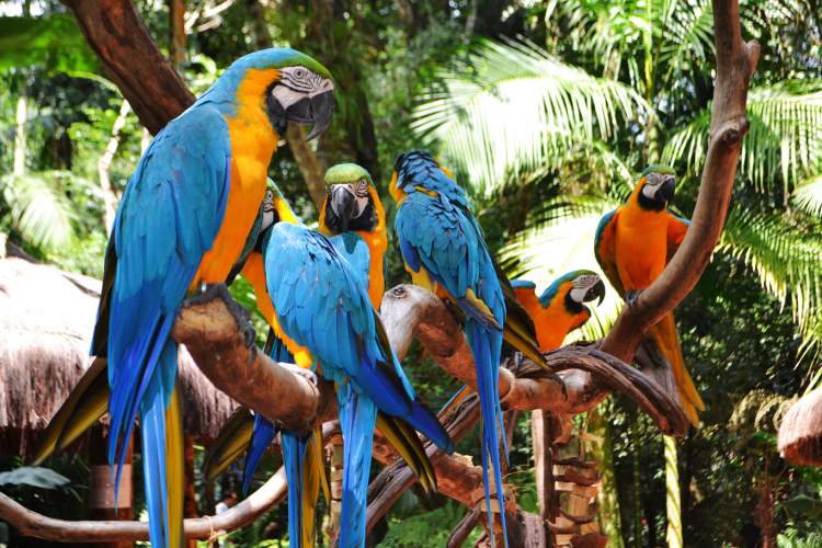 Parque das Aves é um dos pontos turísticos próximos as Cataratas do Iguaçu