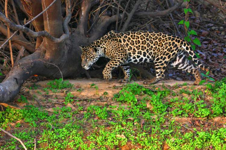 Pantanal é um dos destinos no Brasil para ver animais em estado selvagem