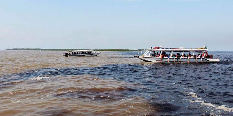 Rio Negro é um dos destinos no Brasil para ver animais em estado selvagem