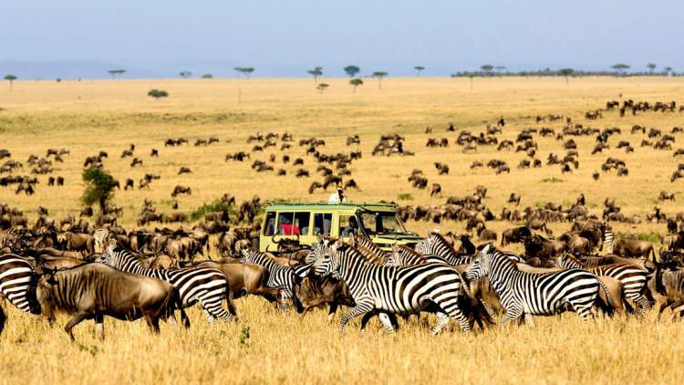 Safári na África no Serengeti National Park