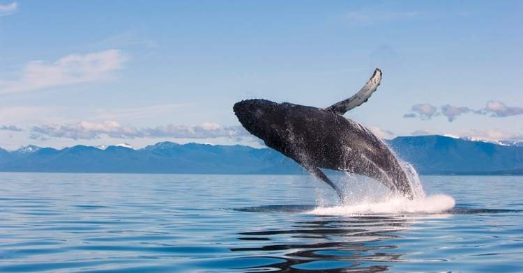 Baleias saltando no Alasca