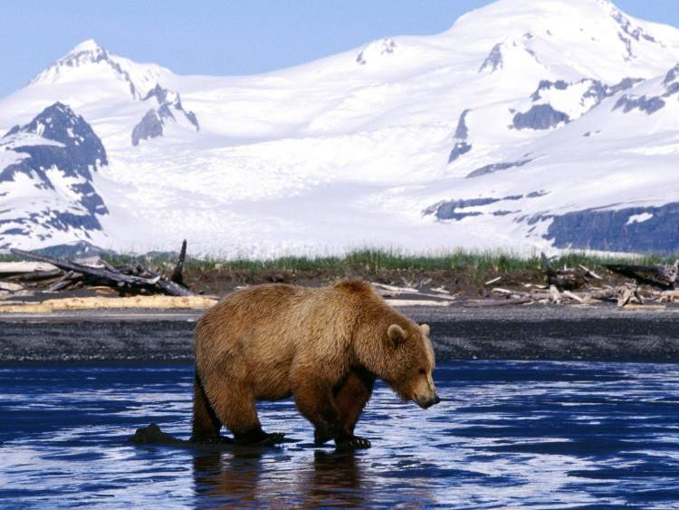 Ursos marrons no Alasca