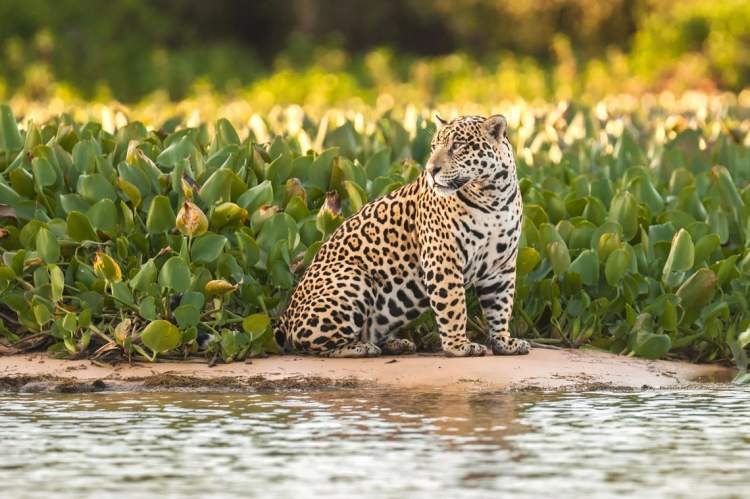Pantanal é um dos destinos baratos para viajar em outubro de 2019