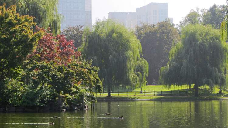 Conhecer o Boston Public Garden é uma das razões para passar as férias em Boston