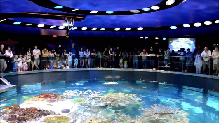 Conhecer o New England Aquarium é uma das razões para passar as férias em Boston