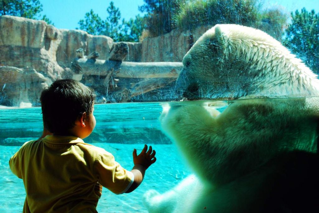 Criança admirando urso no zoológico em San Diego, Califórnia