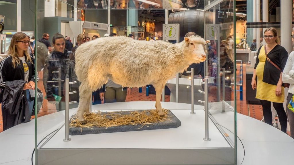 Ovelha Dolly, no Museu Nacional da Escócia em Edimburgo na Escócia.