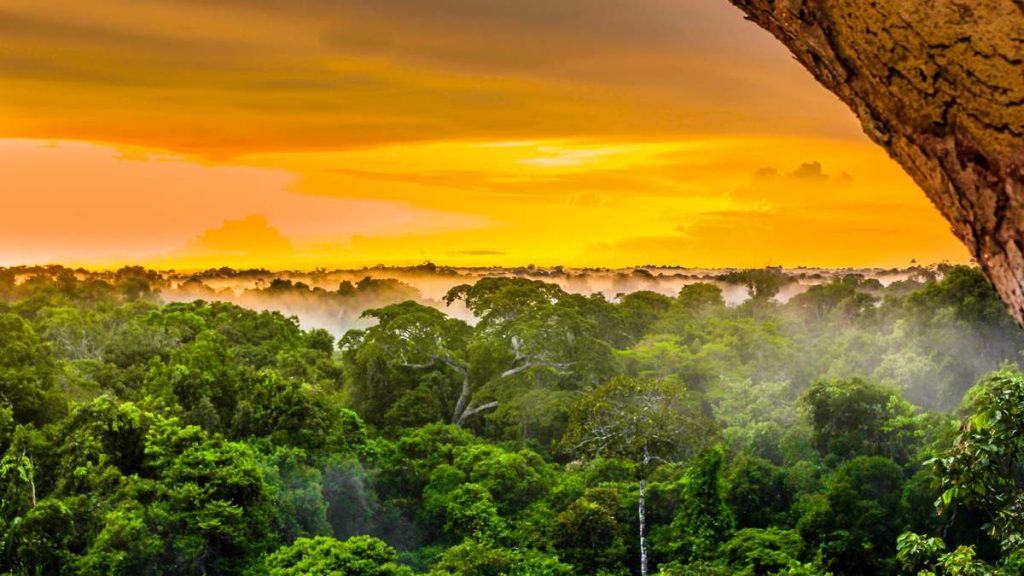 Pôr do sol sobre as árvores na floresta brasileira do Amazonas.